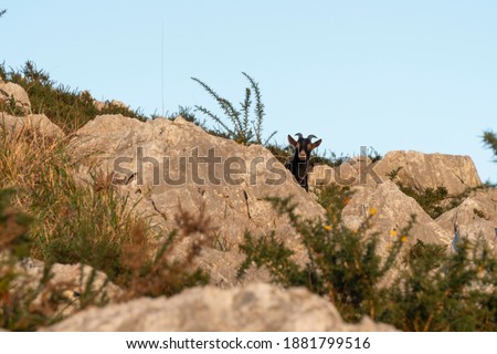 Black goat on a mountain hill between some rocks in Cantabria, north Spain