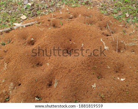 Colony of red ants. The house of red ants in the field.  Many ants after rain in their home. A lot of soil has been extracted by the ants.