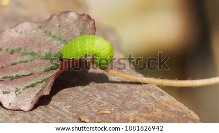 Green caterpillar crawling on a leaf with blurred background.
