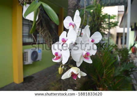 this is photo of orchid flower