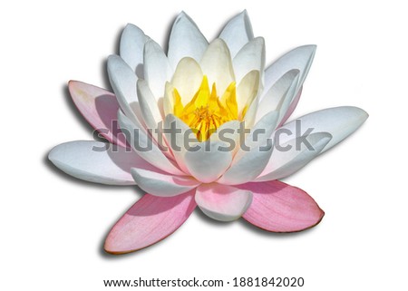 Lotus flower or water lily isolated on white background.