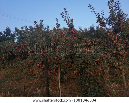 red apple and its trees