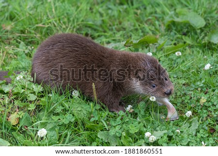 Close up of a Eurasian otter (lutra lutra) eating a fish