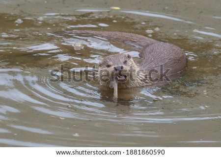 Eurasian otter (lutra lutra) swimming in the water while eating a fish