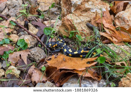 Deceased, motionless, european salamander (Salamandra salamandra) lies close-up in a mountain forest on leaves on a cloudy, winter day