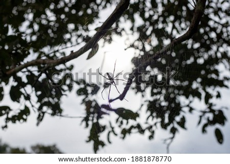 Black spider silhouette on net in tree branches. Low key natural photo. Black and white macro nature scene. Big poisonous spider on web. Dangerous insect in summer forest
