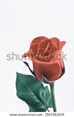 Sweet rose in soft style for background, Decorate pictures with cool colors.