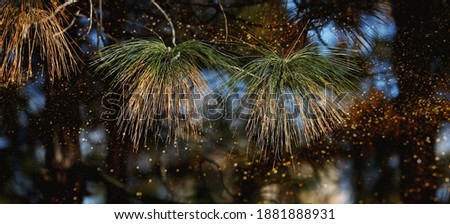 Unfocused green and yellow pine needles shining brightly on the winter forest background, light bulbs and illuminating effects, horizontal banner 