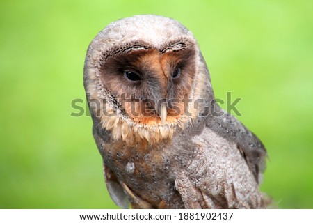 
Eagle owl a hunter of the night