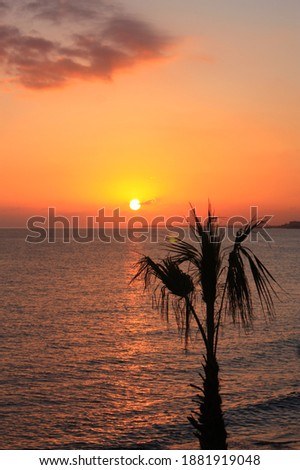 a lone palmtree in turkey with beautiful sunset