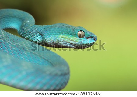 Blue viver snake closeup hed, blue viver snake from side viwe