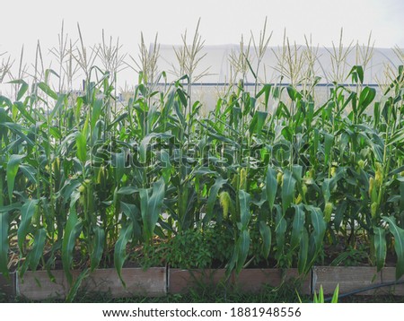 Corn trees in the field on white green-house background