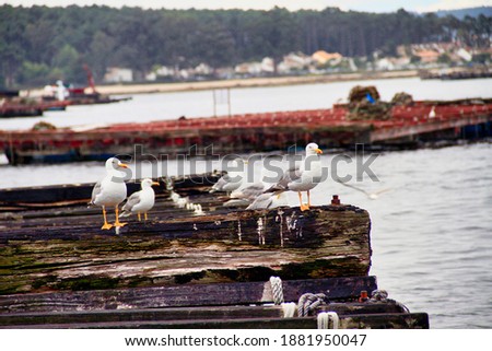 Group of seagulls resting at the harbour