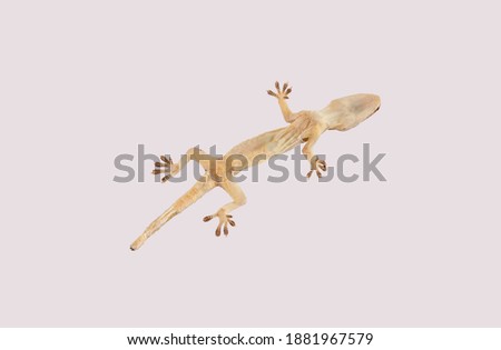 Image of a lizard lying upside down isolated on white background.
