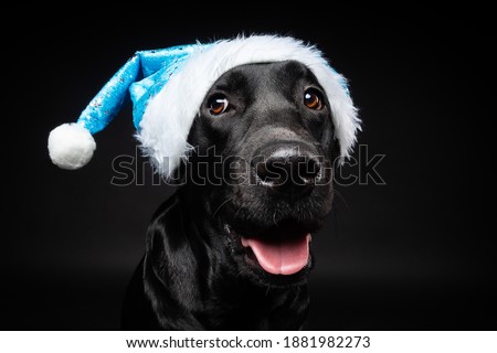Portrait of a Labrador Retriever dog in a Santa hat, isolated on a black background. The picture was taken in a photo Studio.