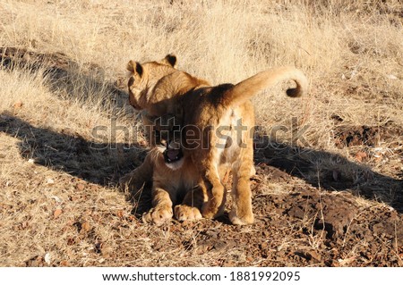 Lion cubs playing with each other