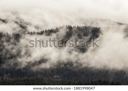 dramatic nature background forest in fog