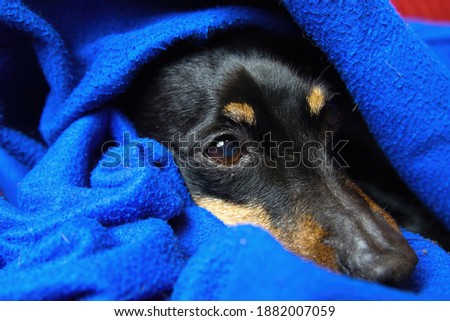 Close up portrait  of sleeping relaxed miniature pinscher dog (Canis lupus familiaris, mini doberman) face and snout covered under blue fluffy blanket (focus on eye left) Royalty-Free Stock Photo #1882007059