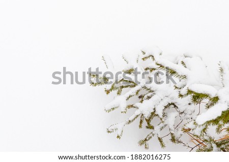 The branches of the Christmas tree are covered with frost and snow on a white background with space for text. Merry Christmas and happy New year greeting background with copy space.