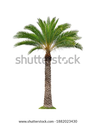 Wild date palm tree isolated on white background. Royalty-Free Stock Photo #1882023430