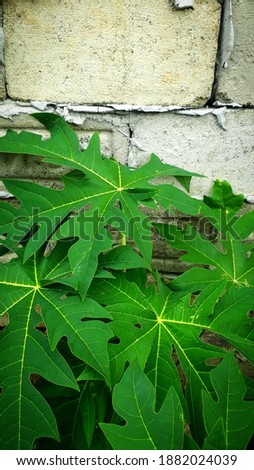 the papaya tree has leaves that look unique and natural.
