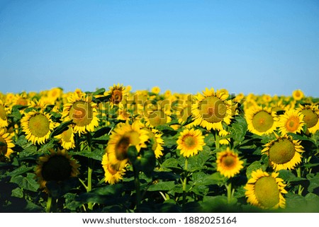 yellow sunflowers on a farm field. view of sunflower field over blue sky, bright sunny summer day. good harvest. selective focus
