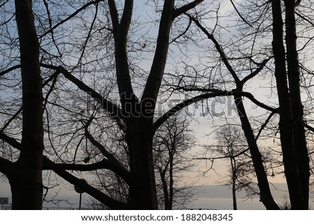 Trees in the park in autumn, trees and branches without leaves