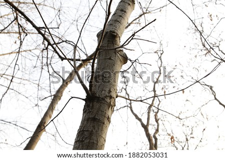 trees without leaves in winter