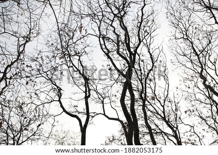 trees without leaves in winter