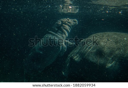 hippopotamus underwater hippo swimming close up 