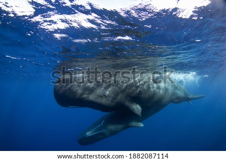 Sperm whale near the surface. Group of whales. Snorkeling with the whales. Marine life in Indian ocean.  Royalty-Free Stock Photo #1882087114
