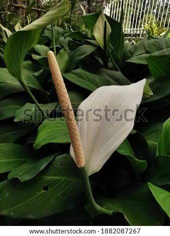 Peace​ lily lt​ is​ an​ ornamental​ plant​ that​ is​ common​ly​ used​ to​ decorate​ the​ in​door​ plant​s​ to​ absorb​ the​ poison​ inside​ the​ building the​ leaves​ are​ dark​ green​