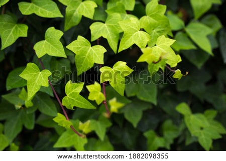 Hedera helix vine leafs in sunlight Royalty-Free Stock Photo #1882098355