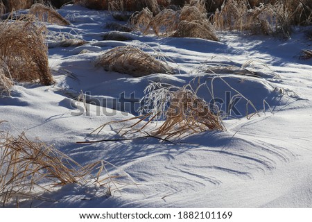 Grass in a meadow with snow drifts in Manitoba, Canada
