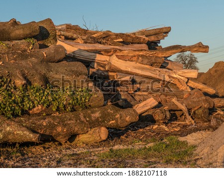 Old and rotten tree trunks for the production of bark mulch