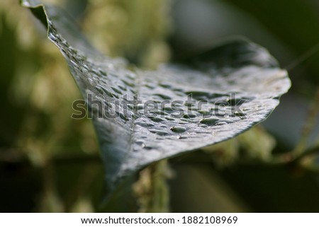 Fresh rain on a green leaf