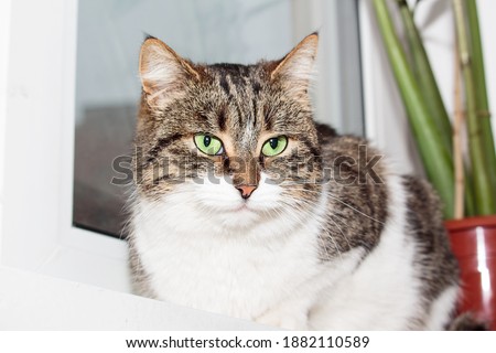 Beautiful domestic cat, gray and white, sits on the windowsill among green plants and looks at camera. The concept of caring for animals, home comfort.