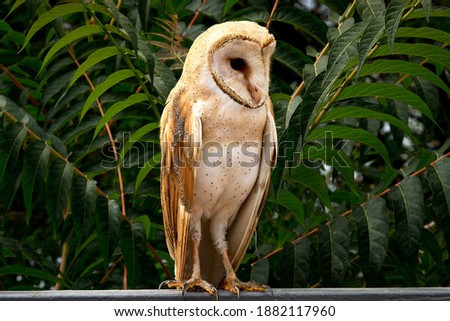owl close-up, owl on a background of green leaves