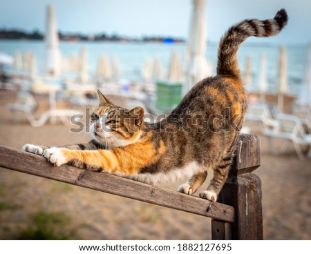 Homeless street cat is stretching like yoga dog pose on the beach. Relaxing Pose, selective focus. Royalty-Free Stock Photo #1882127695