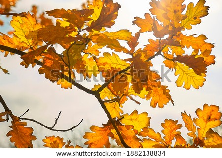 
oak leaves on a branch in the evening sun
