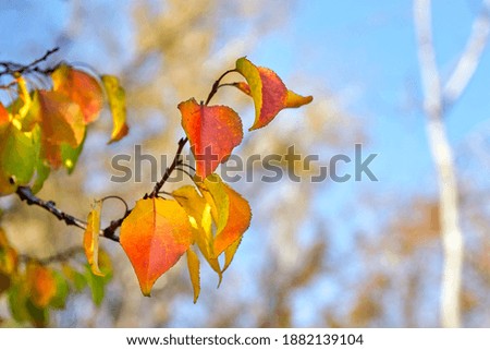 tree branch with beautiful autumn leaves close up