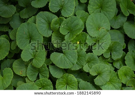Garden texture with Asian Centella foliage
