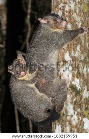 Common Brush-tailed Possum with babies on back