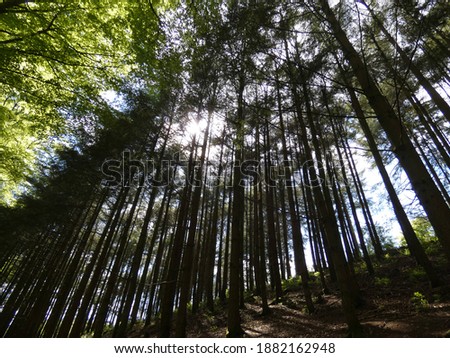 A picture of a forest in which the sun shines in. picture of a sunny day in forest. 
