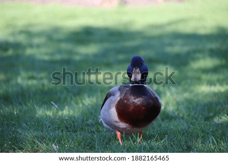 Cute picture of a duck in sweden