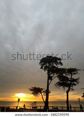 Beautiful beaches and sun and trees in Santa Cruz, California
