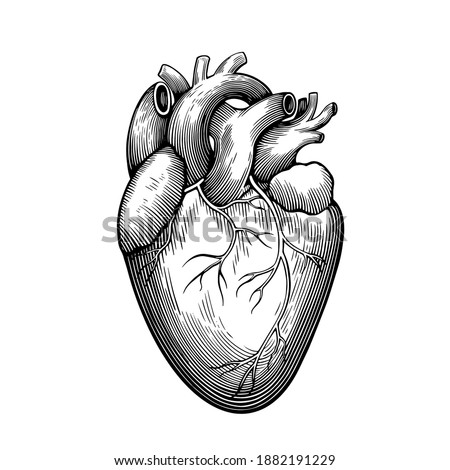 Vintage anatomical engraving of human heart isolated on white background. Vector illustration.