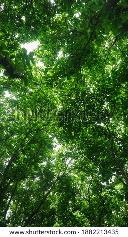 Lush trees with green leaves