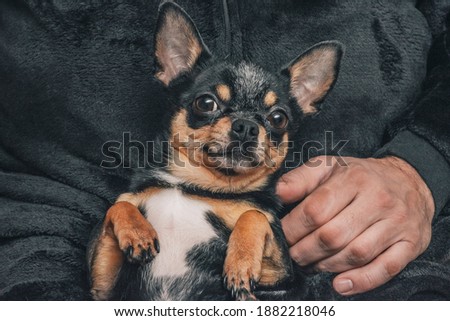 A guy lovingly holds a dog in his arms . Friendship between a dog and its owner. Chihuahua dog