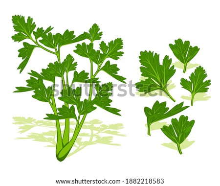 Green celery leaves vegetables vector design. Vegetable of farm for market product